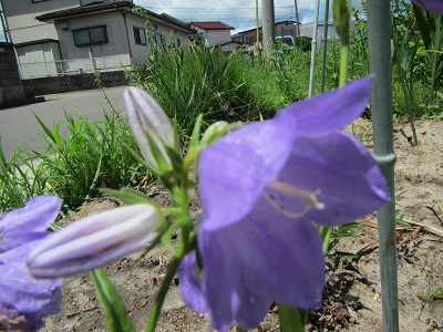 花４５キキョウソウ.jpg