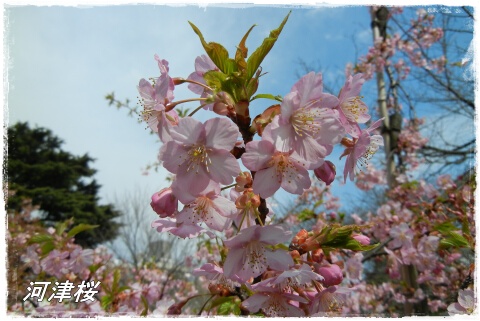 河津桜