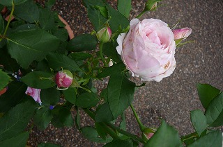P1300892ss.jpg