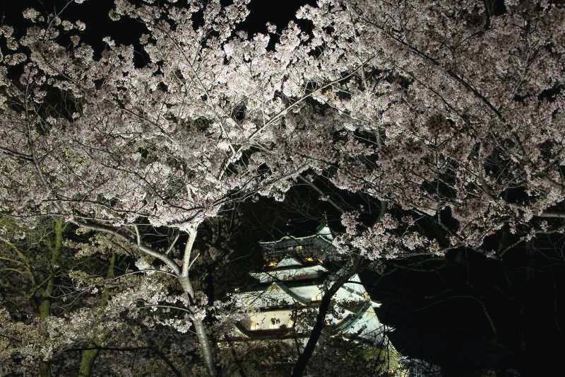 大阪城西の丸庭園夜桜_8-1.jpg