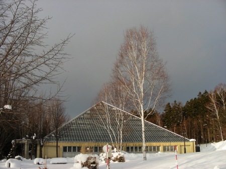 2016-01-26m-shirakaba.JPG