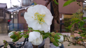 rblog-20130401234312-03.png