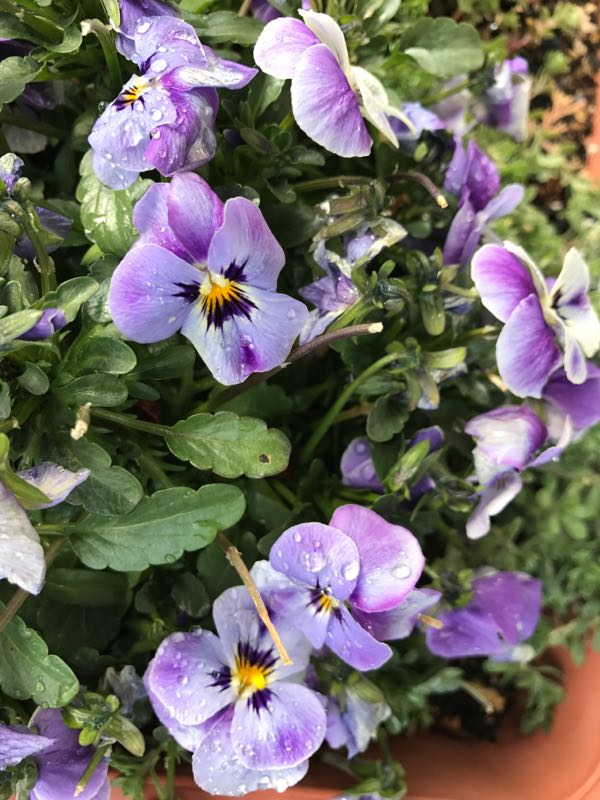 ヒマラヤ雪の下 ビオラ パンジー ストック プリムラ カルーナ Music Land 私の庭の花たち 楽天ブログ