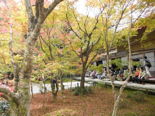 2015-11-21 圓光寺の敷紅葉.jpg