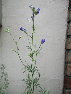 IMG_0365ss.jpg