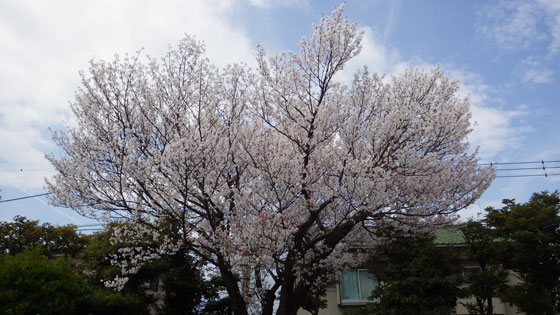 3-28構内の桜.jpg