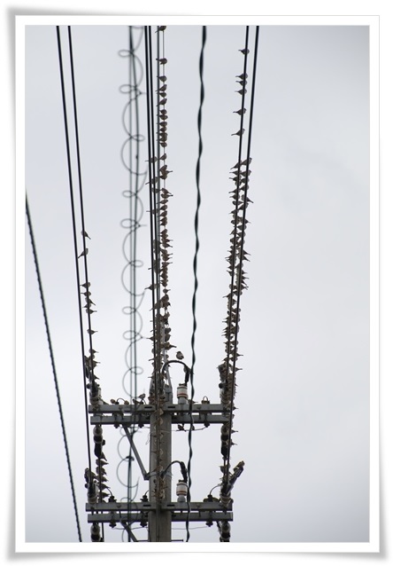 瑞樹団地-8 スズメ-8 16.1.9