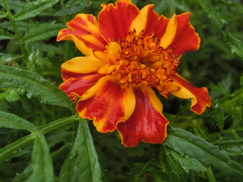 マリーゴールド