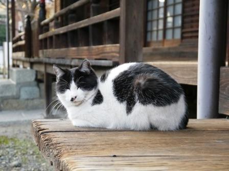 猫（圧縮）.JPG