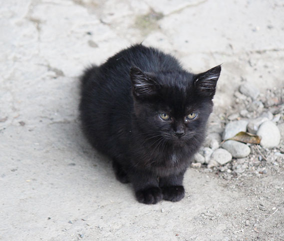 我が家のニャンコ♪2014/11/21-2