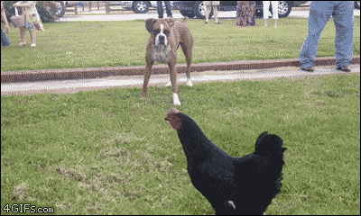 download_20170605_165835.gif
