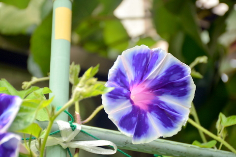 朝顔の花-1