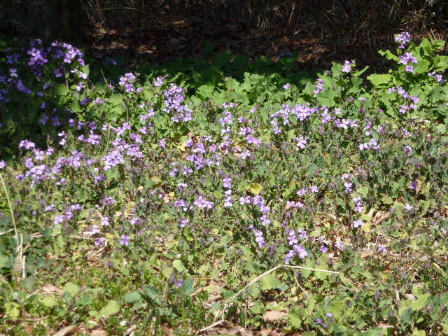 329 ダイコンの花