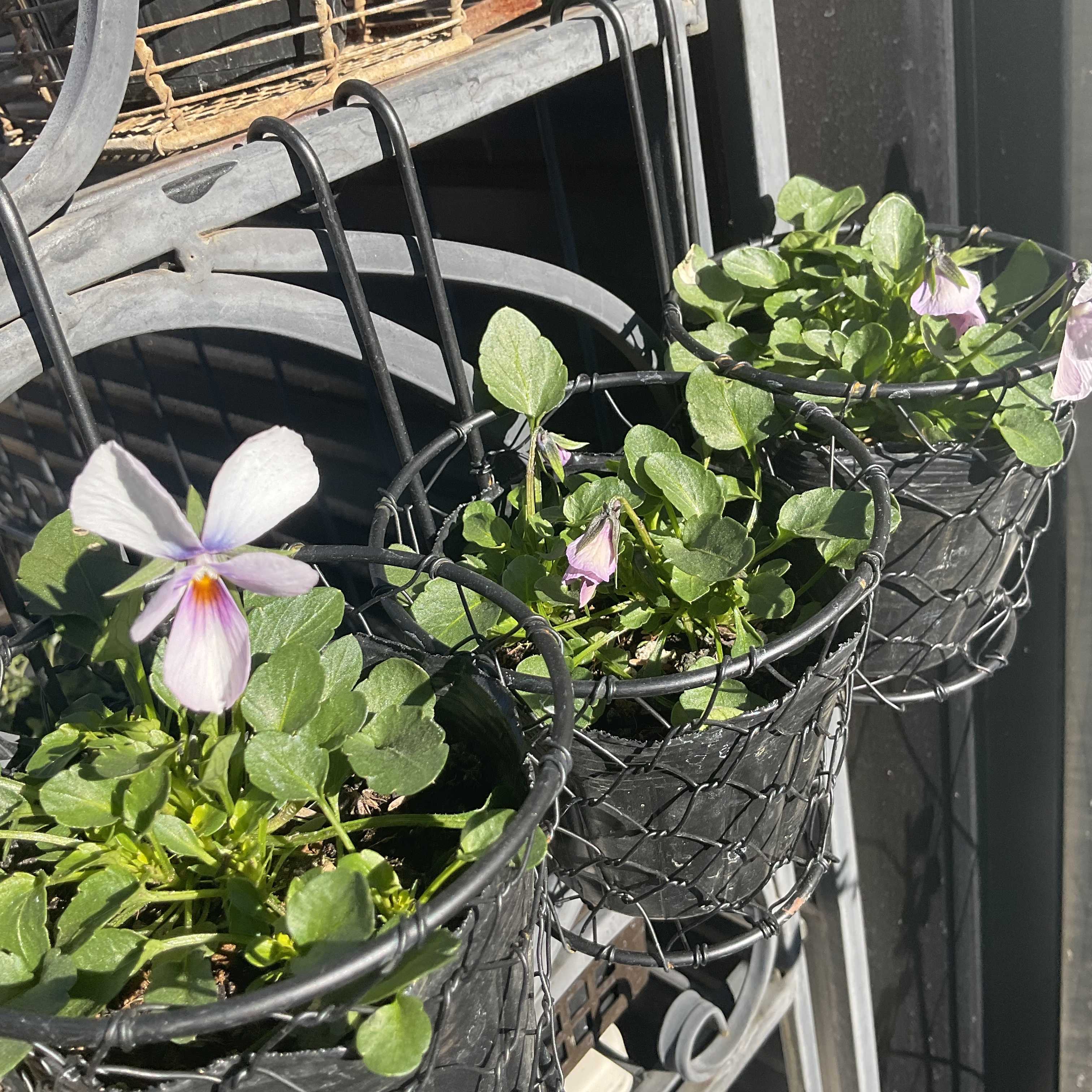 こぼれ種ビオラ君と♡種まきビオラさんのその後です | 花カホル - 楽天