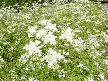 十種ケ峰の花-25.jpg