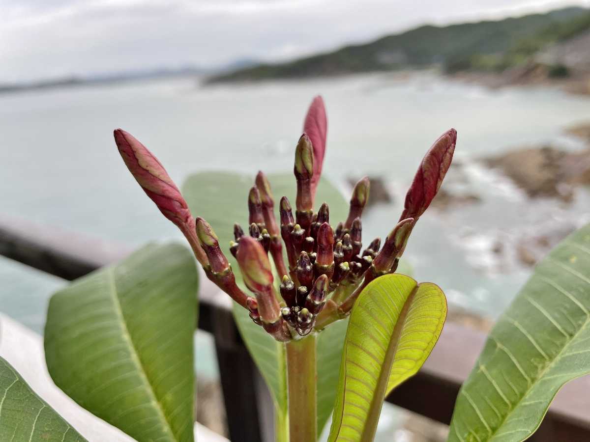 プルメリア ベランダ 鉢 花 開花 カリフォルニアサンセット ジャングルジャックス