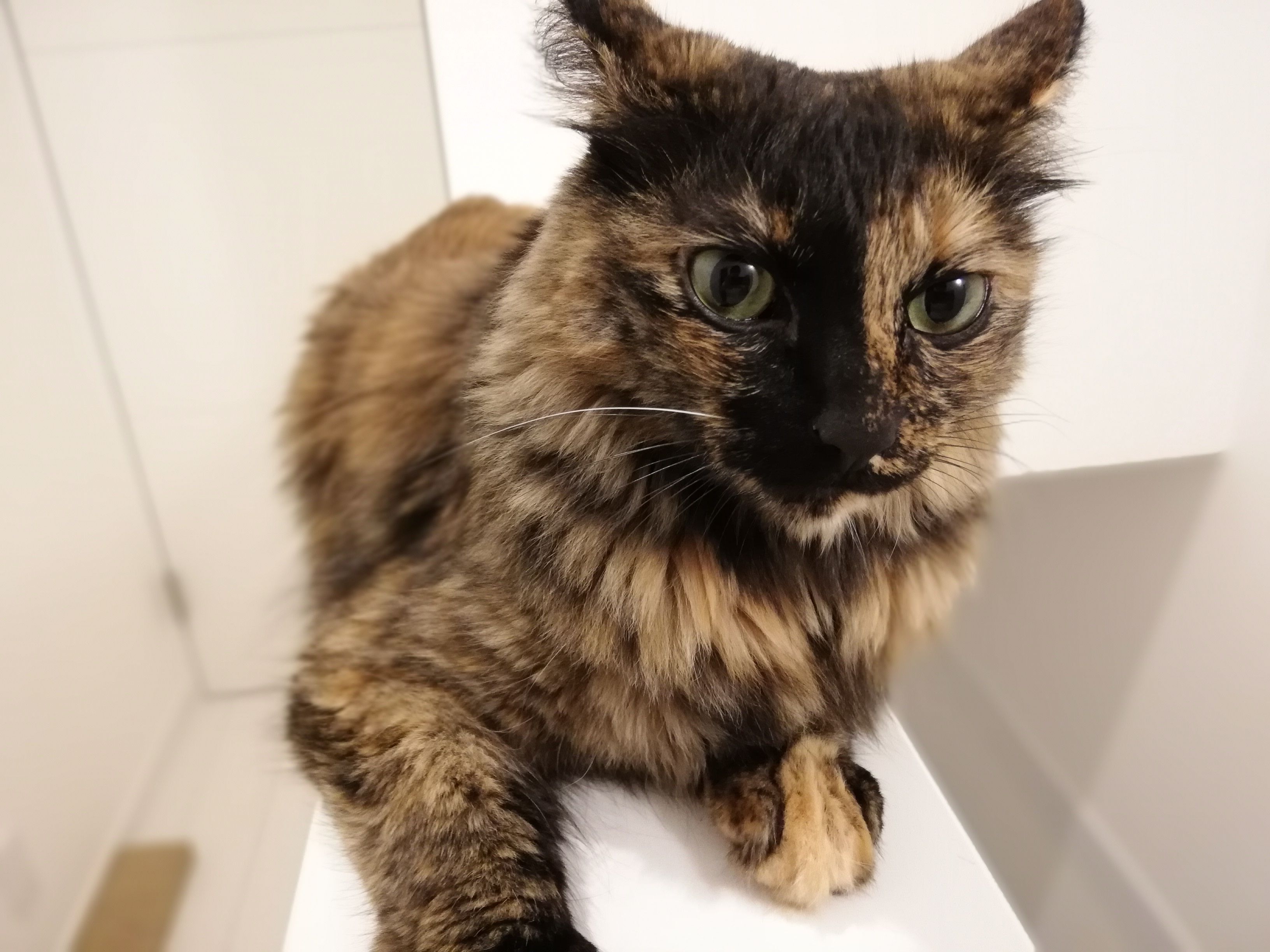 サビ猫長毛のいぶき | にゃんふーふのブログ - 楽天ブログ