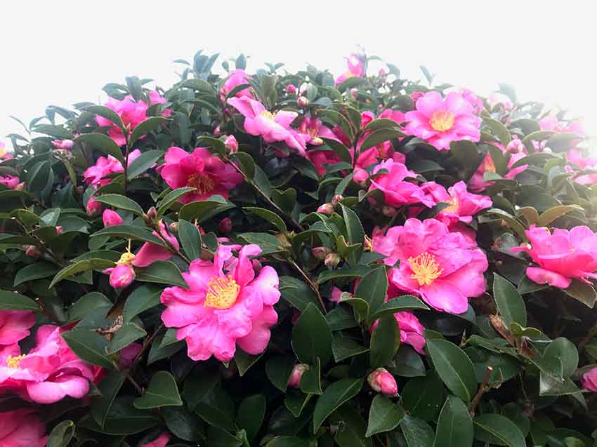 山茶花の花 すえドン の四方山話 楽天ブログ