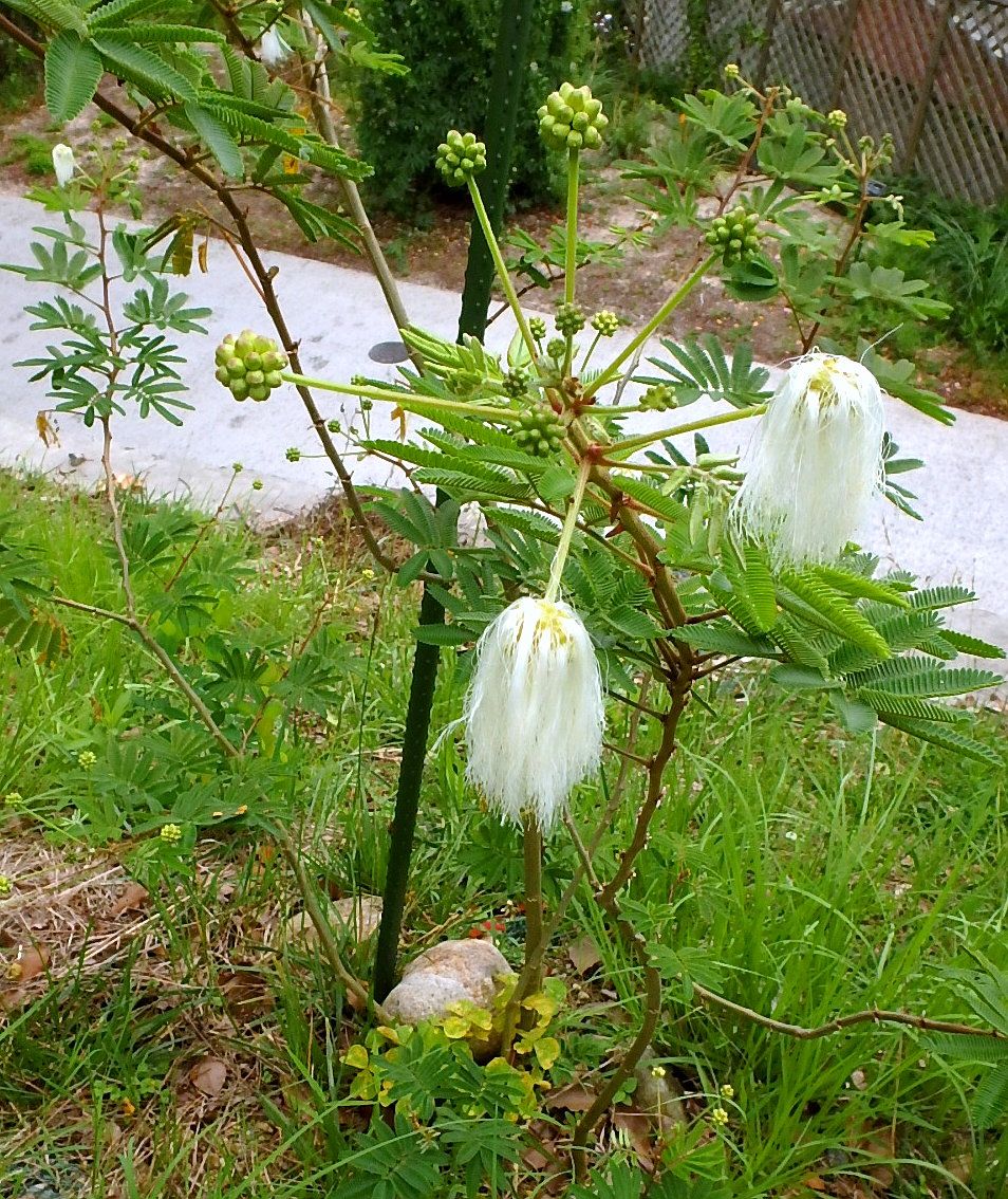 珍しい花と目立たない花 半田山植物園 楽天版じぶん更新日記 楽天ブログ