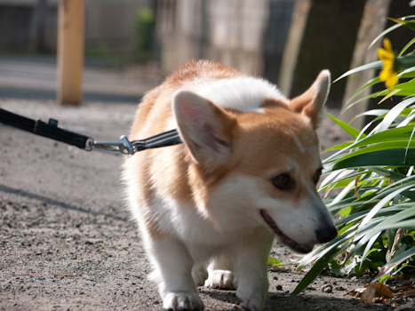 はな