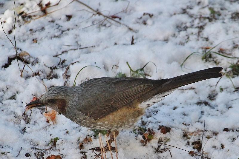 IMG_1706 (800x533).jpg