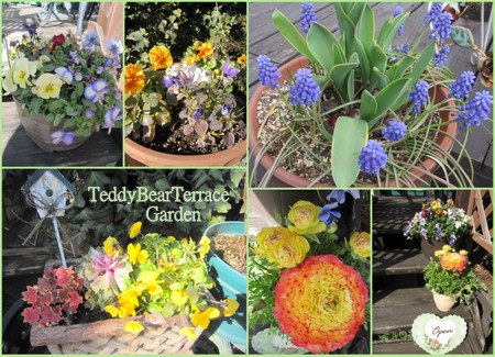 テディベアテラスガーデン２０１２春1.jpg