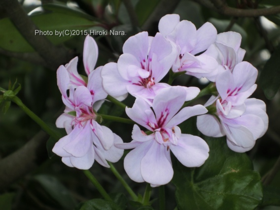 光景　sight0420　花 FLOWERS