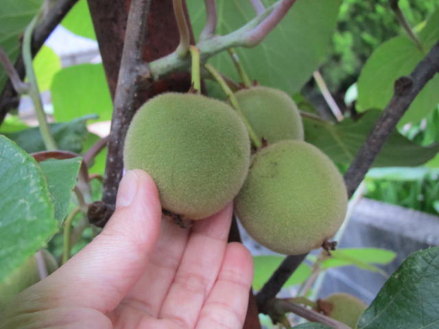 アップルキウイの実