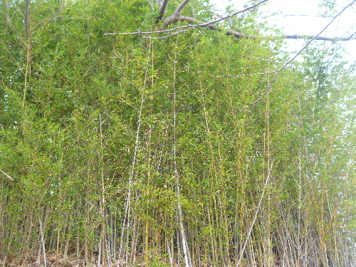 P1080778(1).JPG