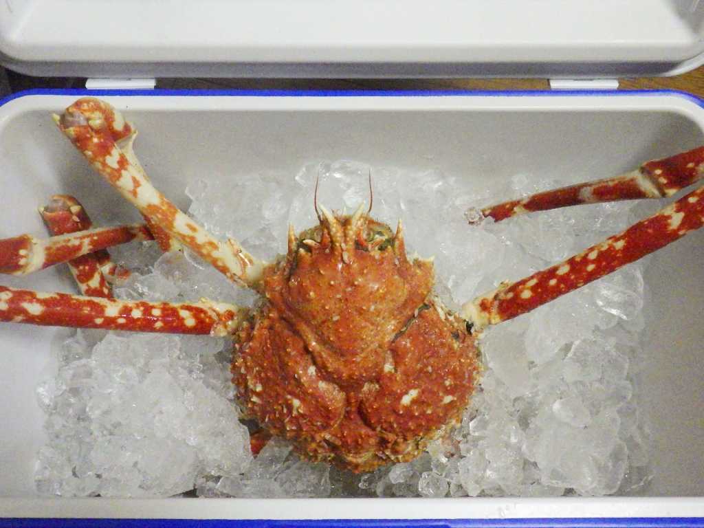 その他の生物 海水魚が好き 楽天ブログ