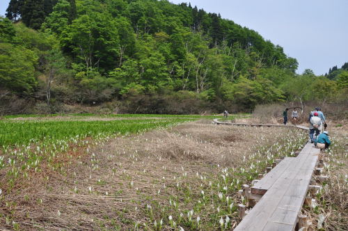 水芭蕉