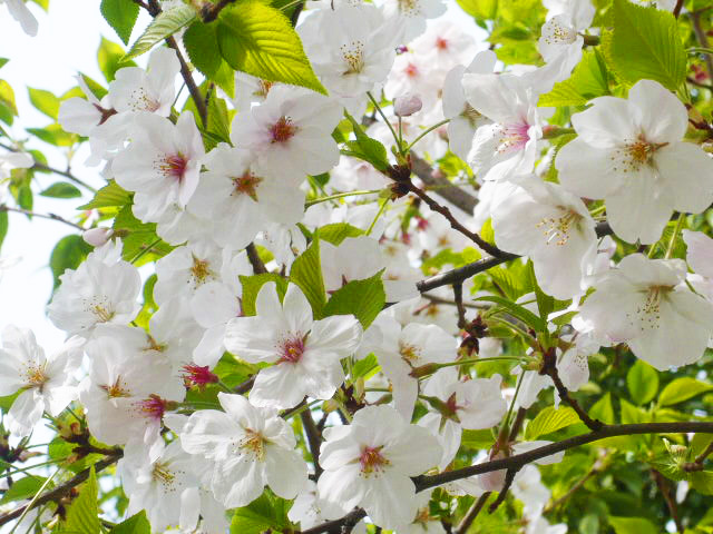 桜の木構想