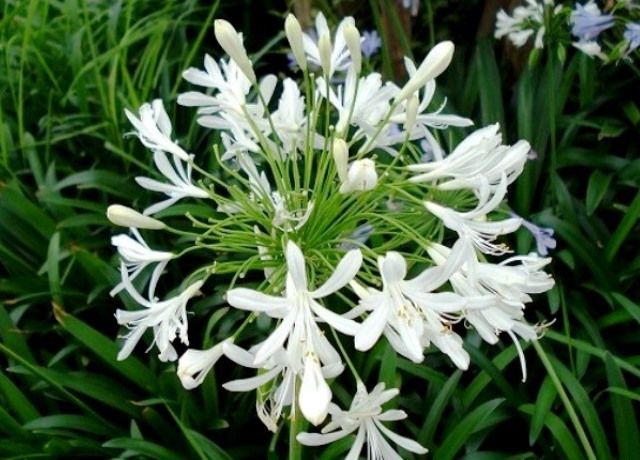 白花アガパンサスの花 花と蕎麦とリハビリと 楽天ブログ