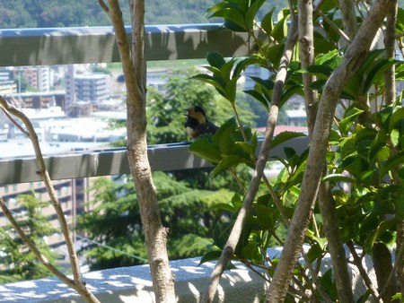 １ヤマガラ０450.jpg