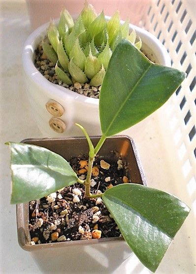 観葉植物 緑のお世話と観察日記 楽天ブログ