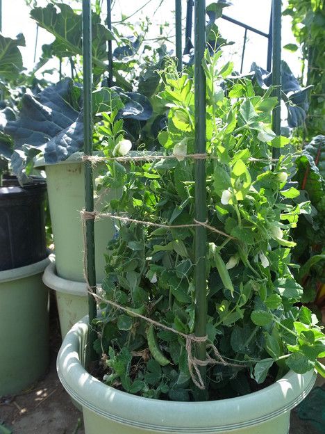 スナップエンドウ苗植え付け 有機プランター畑 暇人主婦の家庭菜園 楽天ブログ