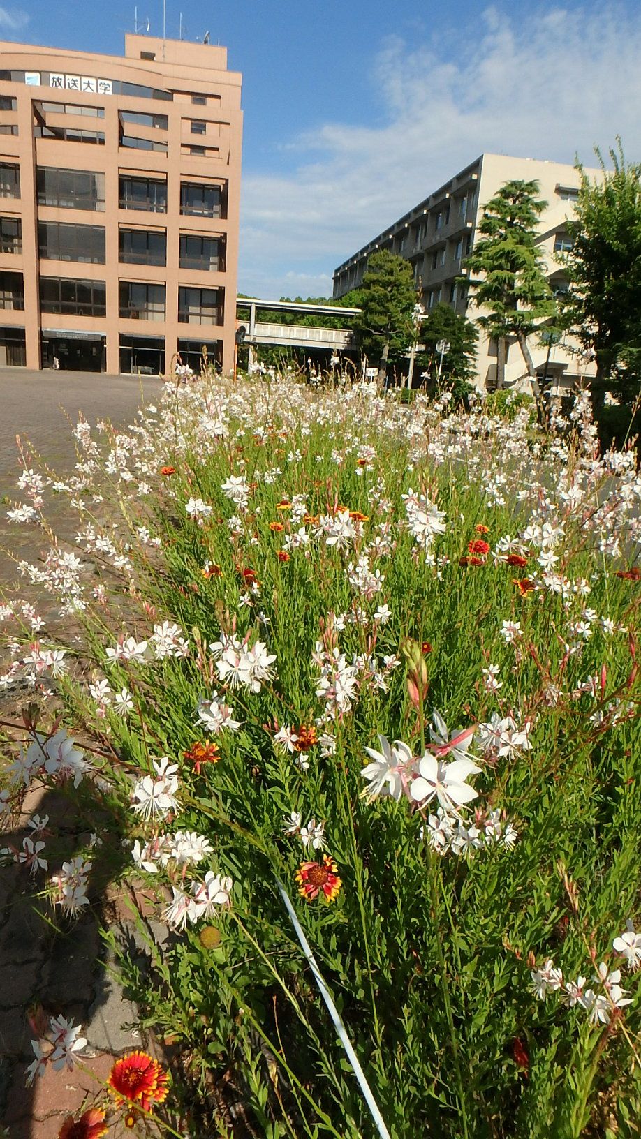 白蝶草 ガウラ いっぱい 楽天版じぶん更新日記 楽天ブログ