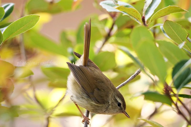 ウグイス こんなに可愛い仕草を見せてくれました Natural Feeling 楽天ブログ