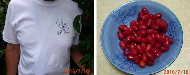 ７／１６Ｔシャツデビュー.jpg