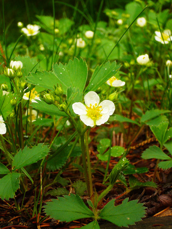 wild strawberry (2013May24)_edited-1.jpg