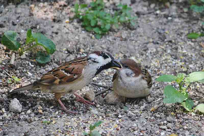 IMG_1058 (800x533).jpg