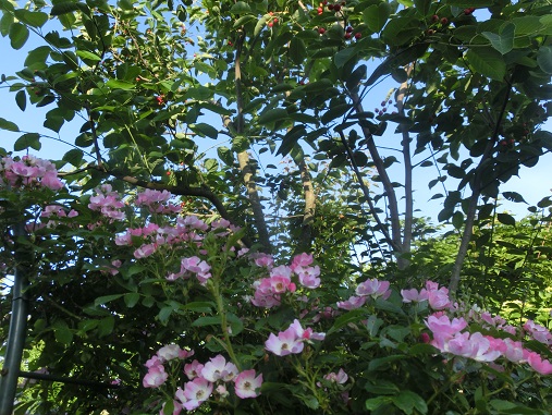 薔薇バレリーナ