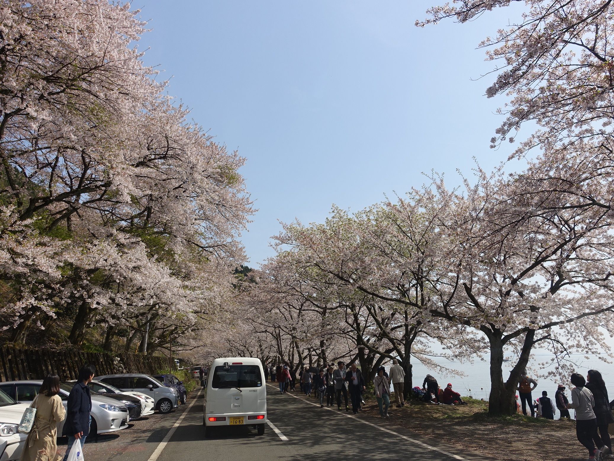 海津大崎の桜は マイカーの車窓からw 奥様はネットショッピングがお好き 楽天ブログ