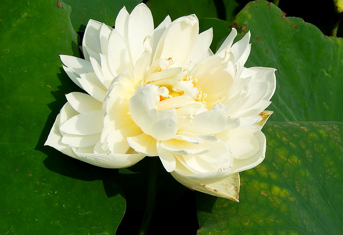 蓮３
