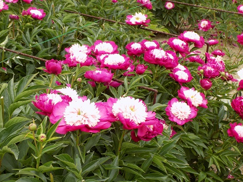 DSCN3803.JPG