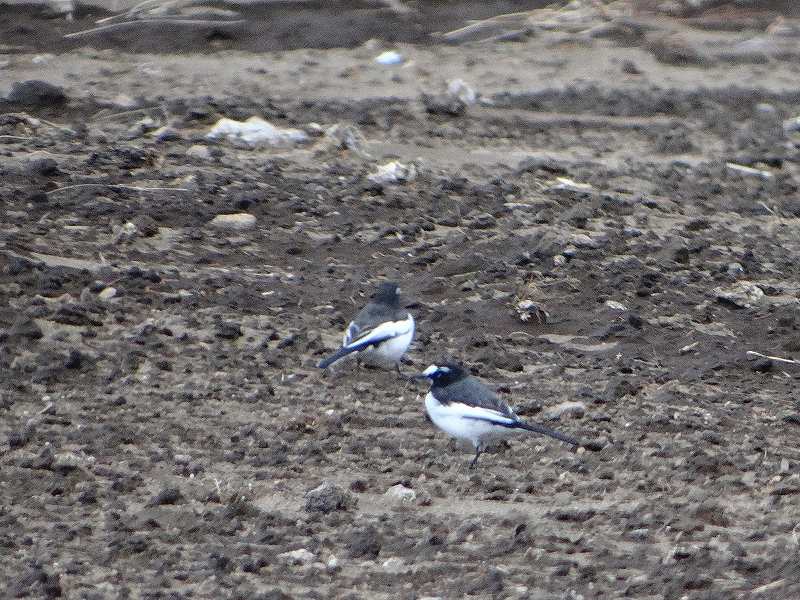 DSC08171 (800x600).jpg