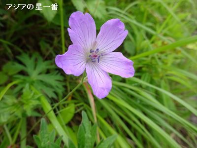 20160702 霧ヶ峰湿原7