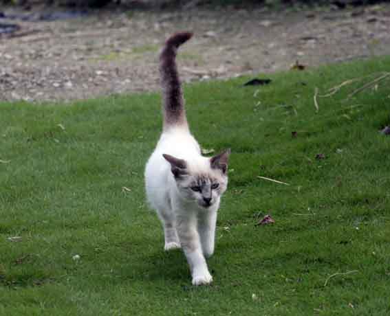 我が家のニャンコ♪2013/9/17-3