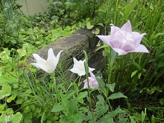 IMG_4429ss.jpg