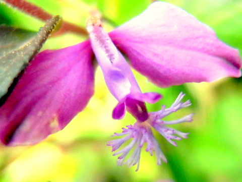 ヒメハギの花の構造20130519